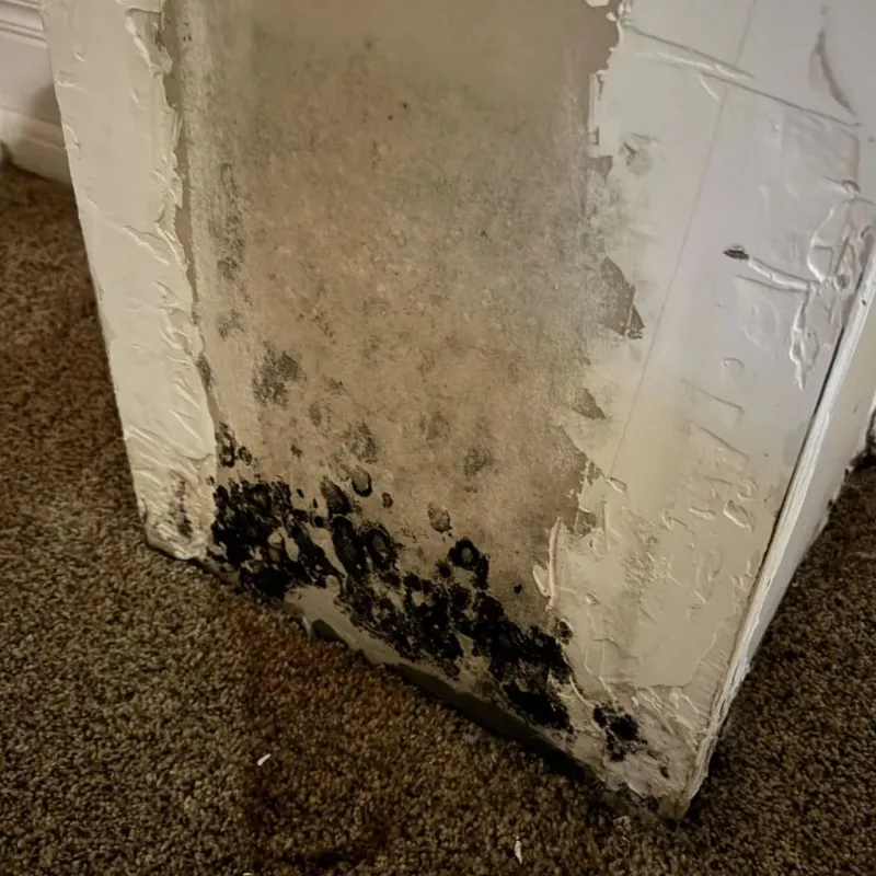Professional Mold Removal in Suffolk, VA